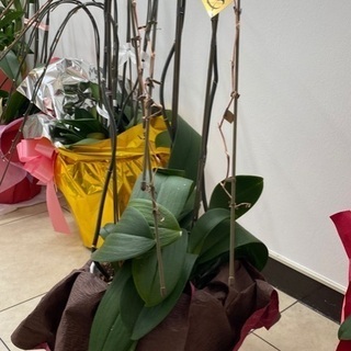 胡蝶蘭4株、無料でお譲りします。の画像