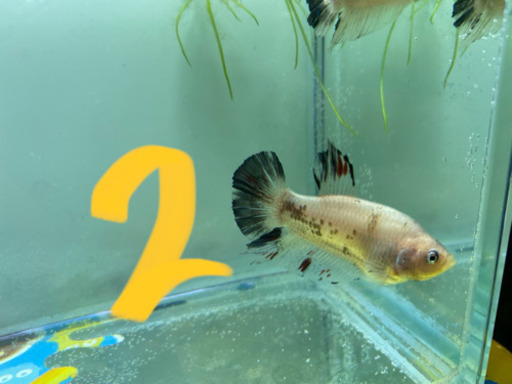 魚　ベタ