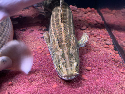 ビキール　
