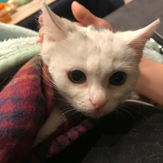 生後3ヶ月、白猫ちゃん　メス - 名古屋市