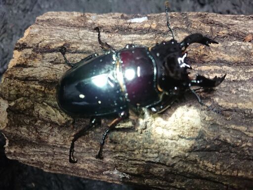 (店舗完売)人気‼️赤レギ良血統 ♂65㎜チビ‼️OAKS血統ＲＴ-4♀フリーペア郵送しません‼️店舗引き取りのみ‼️