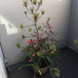 松　その他　植栽の画像