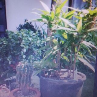 【東京】鉢植えの木（植物）処分「狛江・稲城・多摩・町田・調布・府...