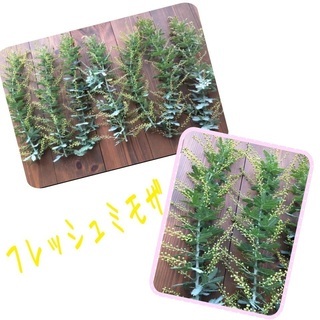 ミモザ沢山ある方是非下さい。