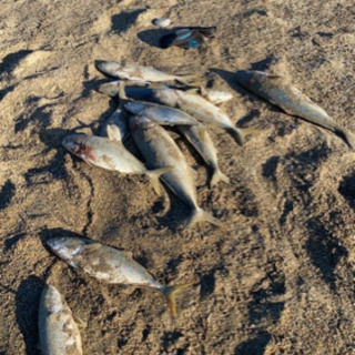 本気で釣り好きな方居ませんか？