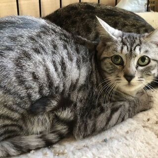 猫を幸せにする会、里親さん募集中