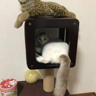 キャットタワー　1,000円
