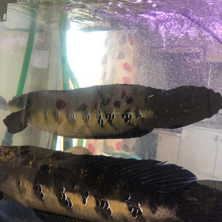大型魚！の画像