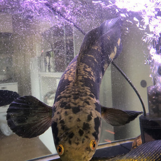 大型魚！の画像