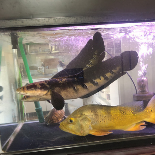 大型魚！