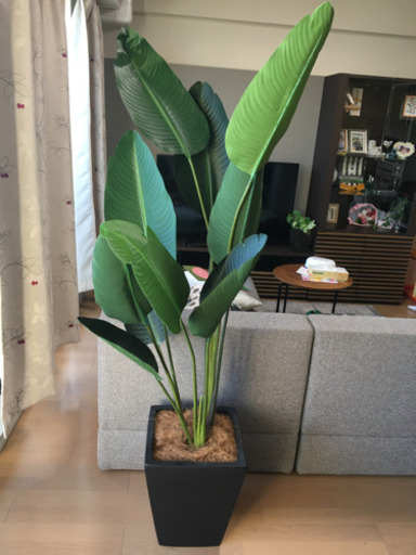 観葉植物　フェイク　高さ160㎝