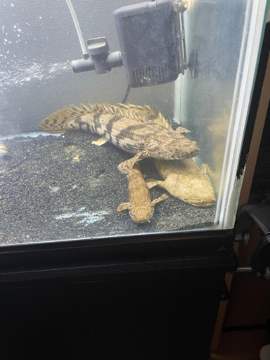 古代魚、エンドリケリー3匹です！