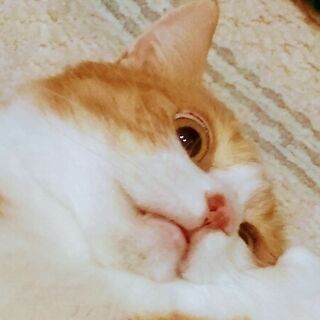 Youtube動画を作っています。