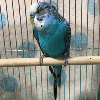 セキセイインコを保護しています