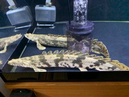 ポリプテルス3匹