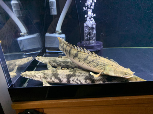 ポリプテルス3匹