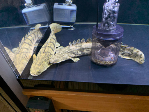 ポリプテルス3匹