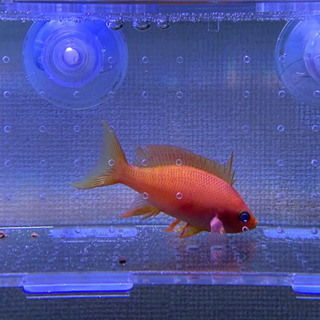 フチドリハナダイ　