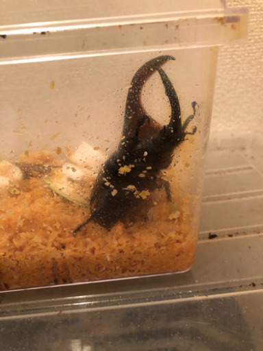 【10匹】サタンオオカブト 初令〜2令幼虫