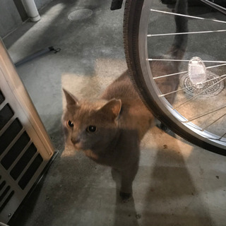 迷子猫？グレーの雌、左耳サクラカット