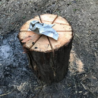 スウェーデントーチの画像