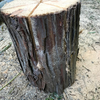 スウェーデントーチの画像