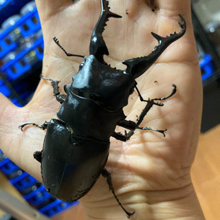 お取引き終了【新年価格】ギラファノコギリクワガタ　即ブリペア