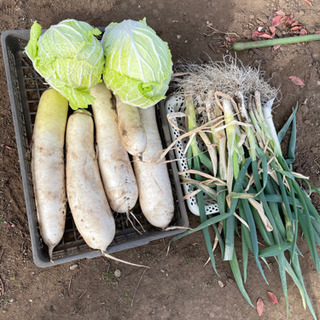【内容更新！読んでください】野菜あげます　無料