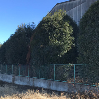 樹木の剪定､造園作業､茨城県､栃木県 - 剪定/造園