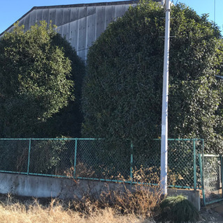 樹木の剪定､造園作業､茨城県､栃木県