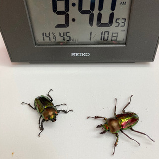 ☆受け渡し終了　ニジイロクワガタ② ♂新成虫　♀後食済み　ペア