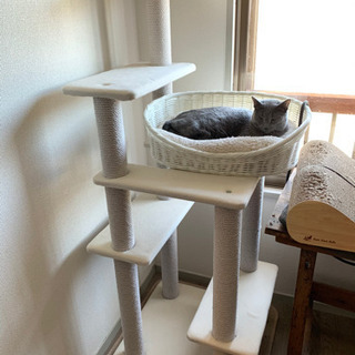 ペッツデポタウン　シエスタ　キャットタワー　老猫　の画像