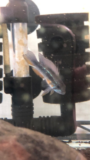 アピストグラマ　エリザベサエ　イサナワイルドオス、ヨーロッパブリード若親個体まとめて15匹前後