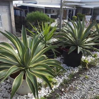 アガベ観葉植物1の画像