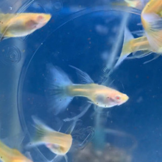 ブルートパーズシャークフィン　グッピー 　1ペアの画像