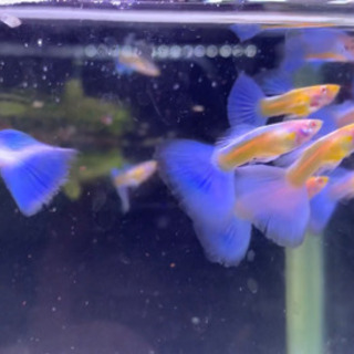 ブルートパーズシャークフィン　グッピー 　1ペアの画像