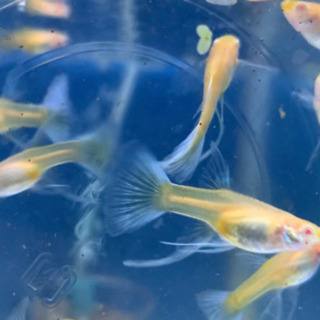 ブルートパーズシャークフィン　グッピー 　1ペアの画像