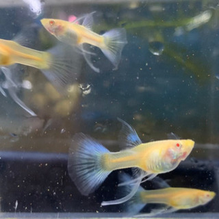 ブルートパーズシャークフィン　グッピー 　1ペアの画像