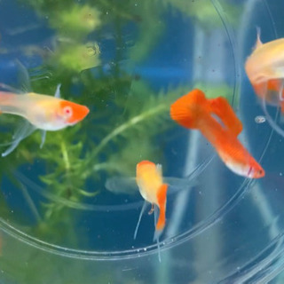 アルビノ レッド 丹頂 シャークフィン ロングエアー　グッピー