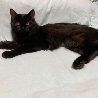 ８か月の黒猫　メス　里親になってください