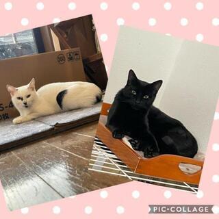 白黒子猫の兄妹