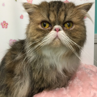 エキゾチックロングヘアの女の子