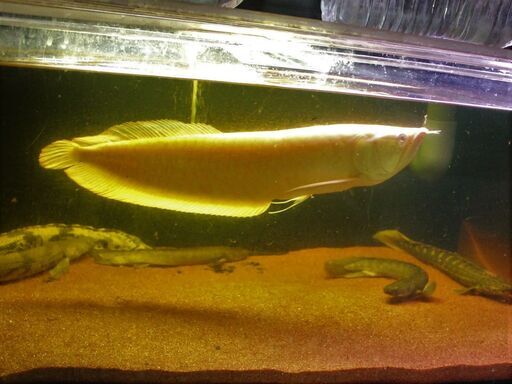 アルビノ・シルバーアロワナ ５０ｃｍ±