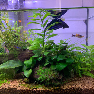 生体付き水槽の画像