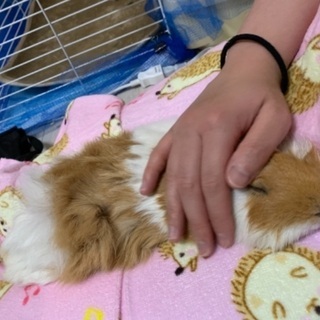 【里親決定】アビシニアンモルモット − 千葉県