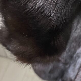 美品 高級 全体 ミンク毛皮 艶 ジャケット  ブルゾン ブレザー ダークブラウン 茶 の画像