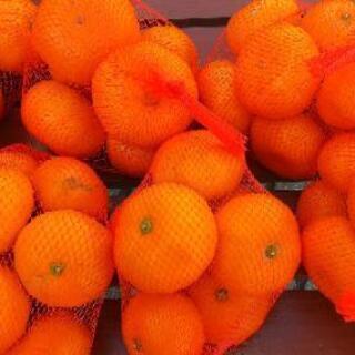 ③おじいちゃんが作った美味しいミカン10キロの画像