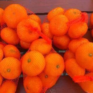 ③おじいちゃんが作った美味しいミカン10キロの画像