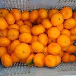 ③おじいちゃんが作った美味しいミカン10キロ