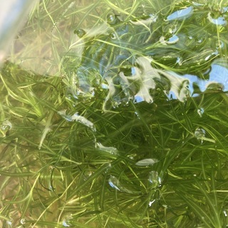 ★水草　ナヤス　イバラモ★ メダカやグッピー水槽にどうぞの画像